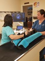 Veterinary Ultrasound