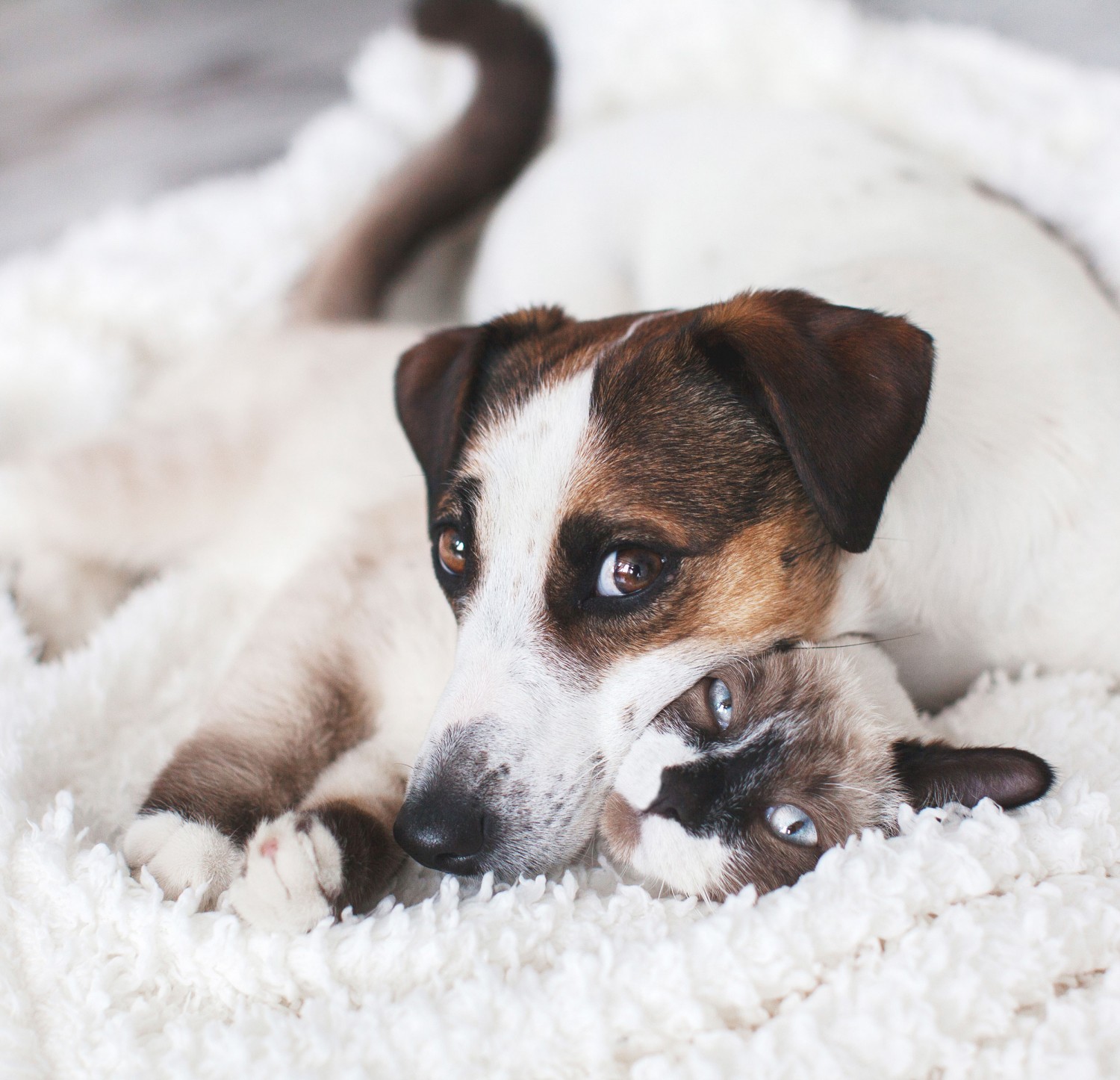Dog and Cat