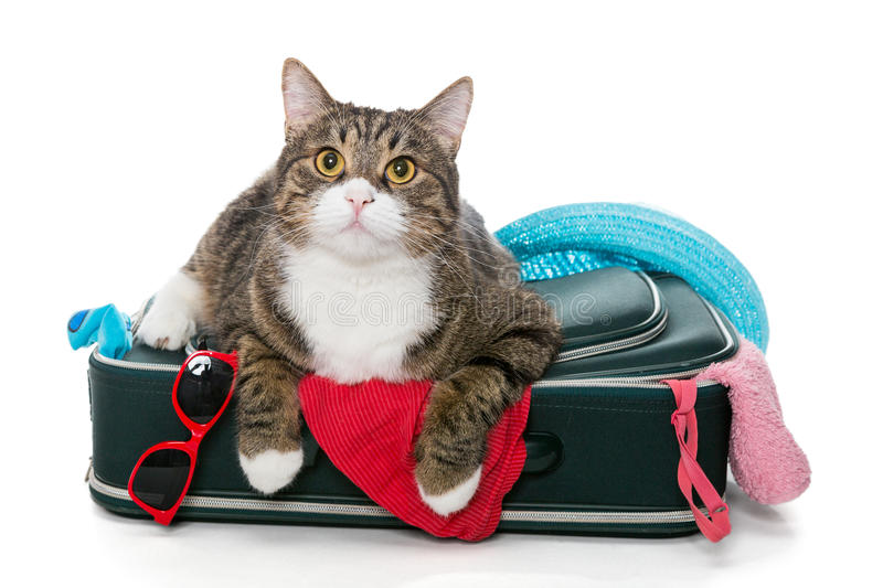Travel Cat Travel Cat