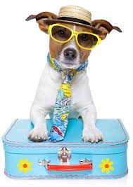 Travel Dog Travel Dog