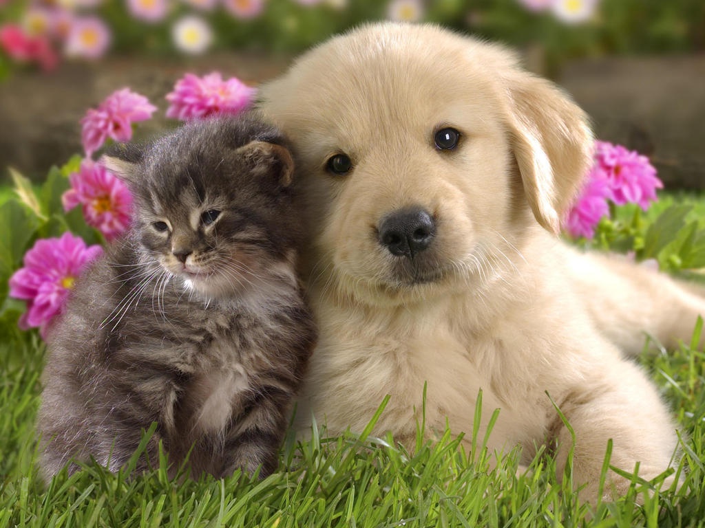 Puppy/Kitten