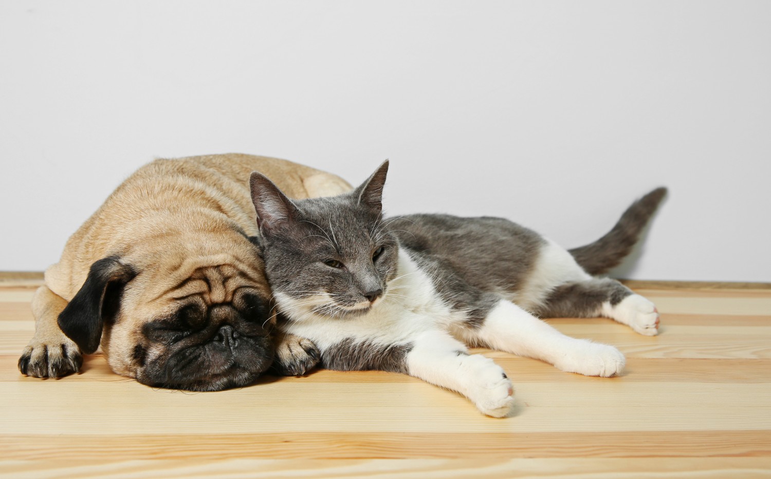 Cat and Dog Sleeping